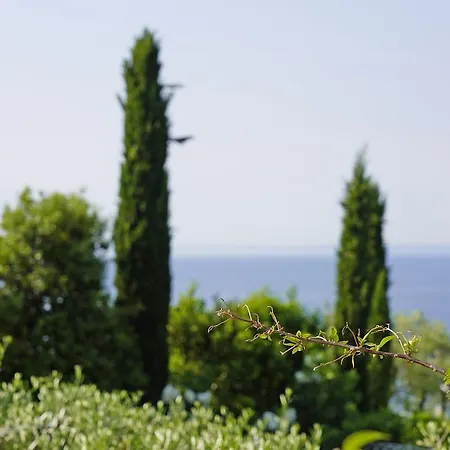 Bouganville *